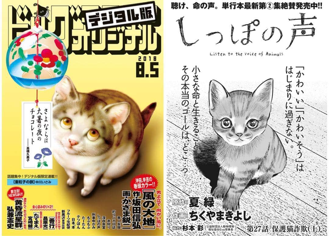 杉本彩さんのインスタグラム写真 - (杉本彩Instagram)「ビッグコミックオリジナル「しっぽの声」第27話〜保護猫詐欺〜（上） #しっぽの声 #ビッグコミックオリジナル #小学館 #夏緑 #ちくやまきよし  #公益財団法人動物環境福祉協会Eva #保護猫」7月22日 20時31分 - sugimoto_aya0719