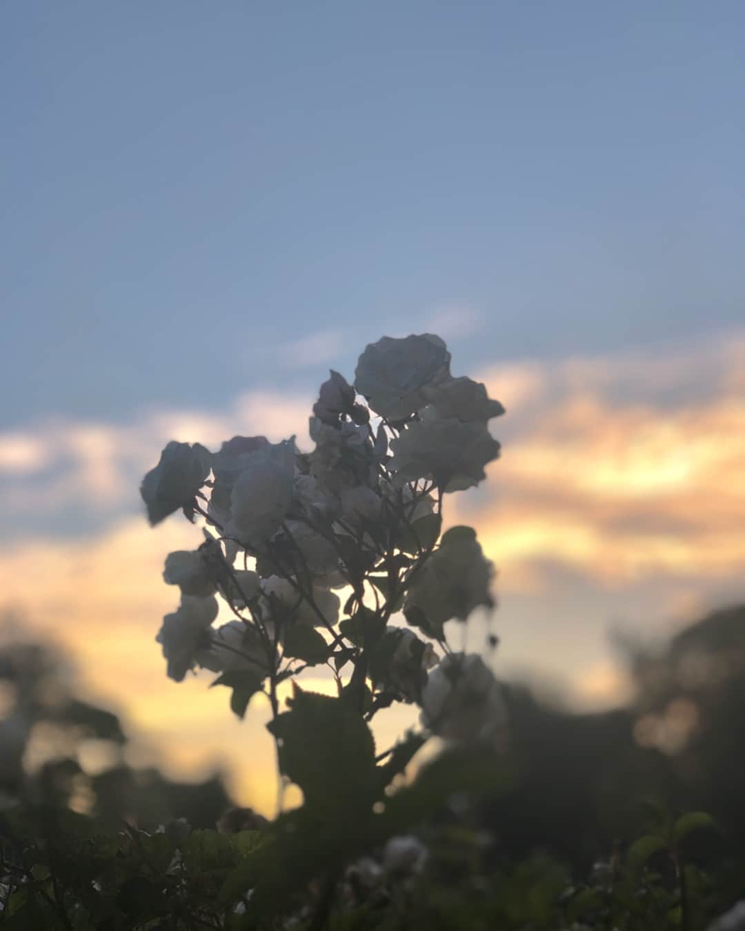 平宮博重さんのインスタグラム写真 - (平宮博重Instagram)「nap in the park #夕暮れ#nap#公園#昼寝」7月22日 21時07分 - hiroshige_narimiya