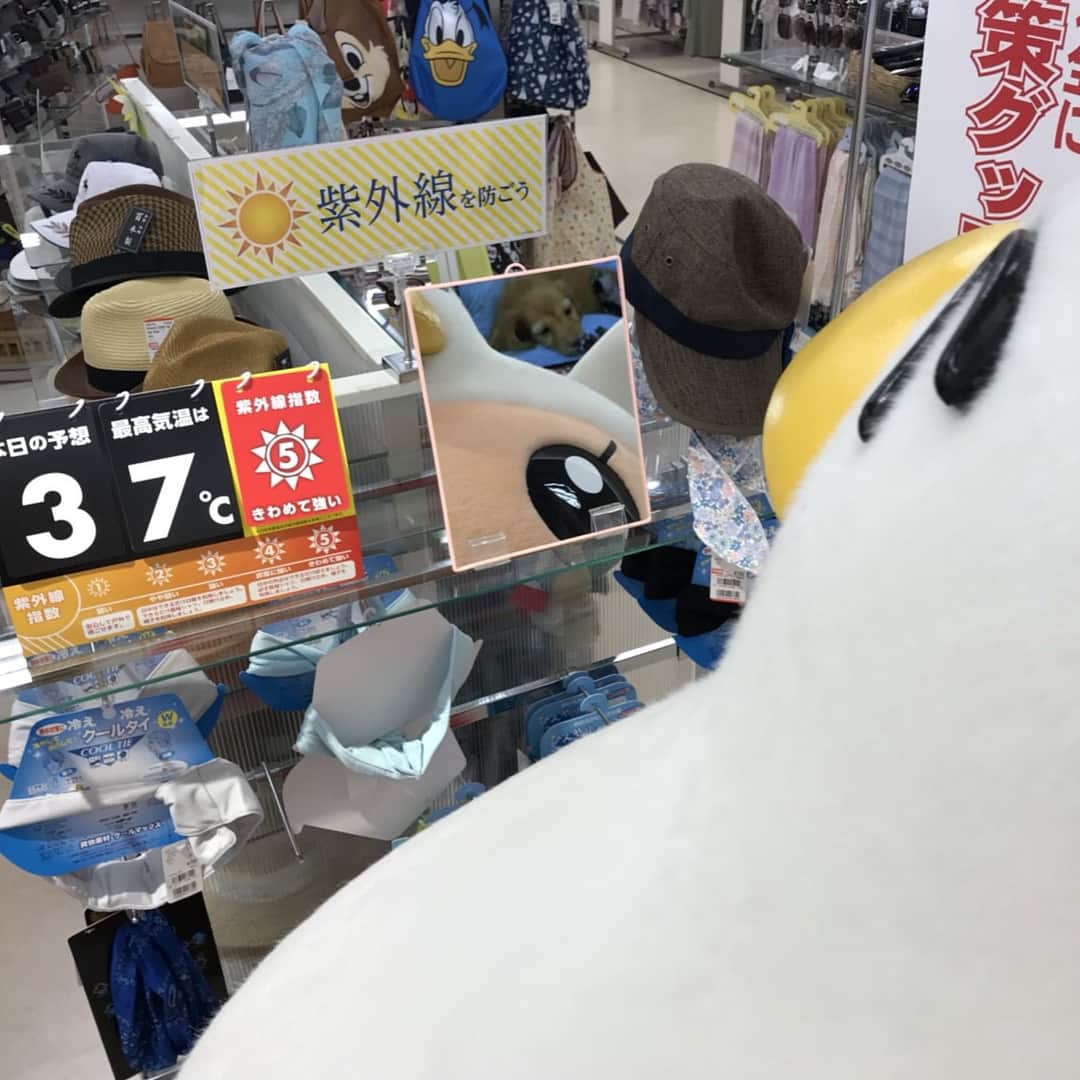 平和堂イメージキャラクター「はとっぴー」のグルメインスタ