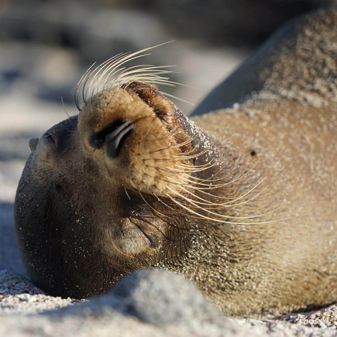 久保田智子のインスタグラム：「🤫💤 #sleeping #galapagossealion in #galapagos #ガラパゴス #アシカ #ecuador #エクアドル #naturelife #wildlife」