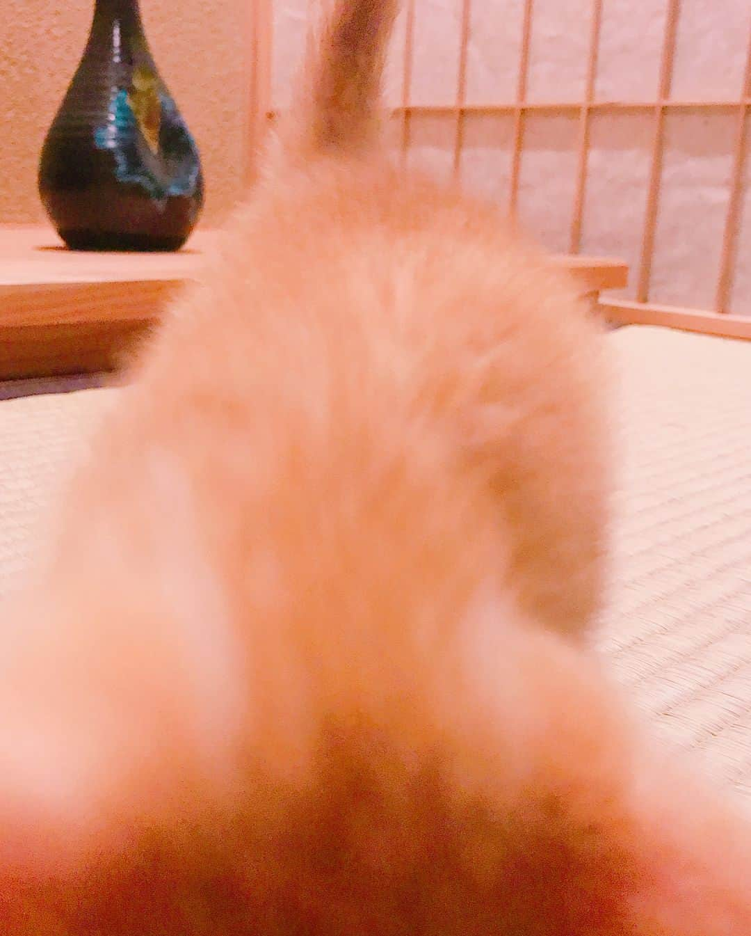 石田ひかりさんのインスタグラム写真 - (石田ひかりInstagram)「こねこめっちゃかわいい❣️ それにしても はっちとみっつ 見分けがまったく つきません #はちみつ🍯 #あなたはどっち？ #はっち？みっつ？」7月23日 6時05分 - hikaringo0525