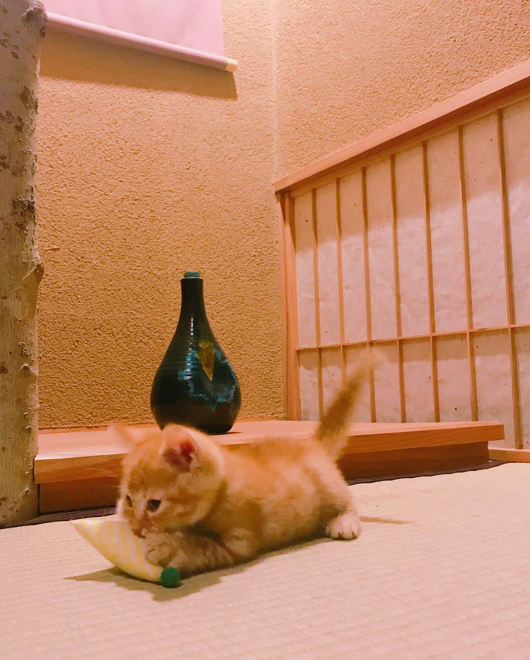 石田ひかりさんのインスタグラム写真 - (石田ひかりInstagram)「こねこめっちゃかわいい❣️ それにしても はっちとみっつ 見分けがまったく つきません #はちみつ🍯 #あなたはどっち？ #はっち？みっつ？」7月23日 6時05分 - hikaringo0525