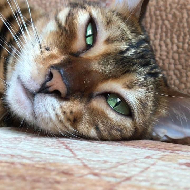 Celeb Bengal Cat · Simbaのインスタグラム：「#Bengals #Love #Massage 🖤🙌🏻」