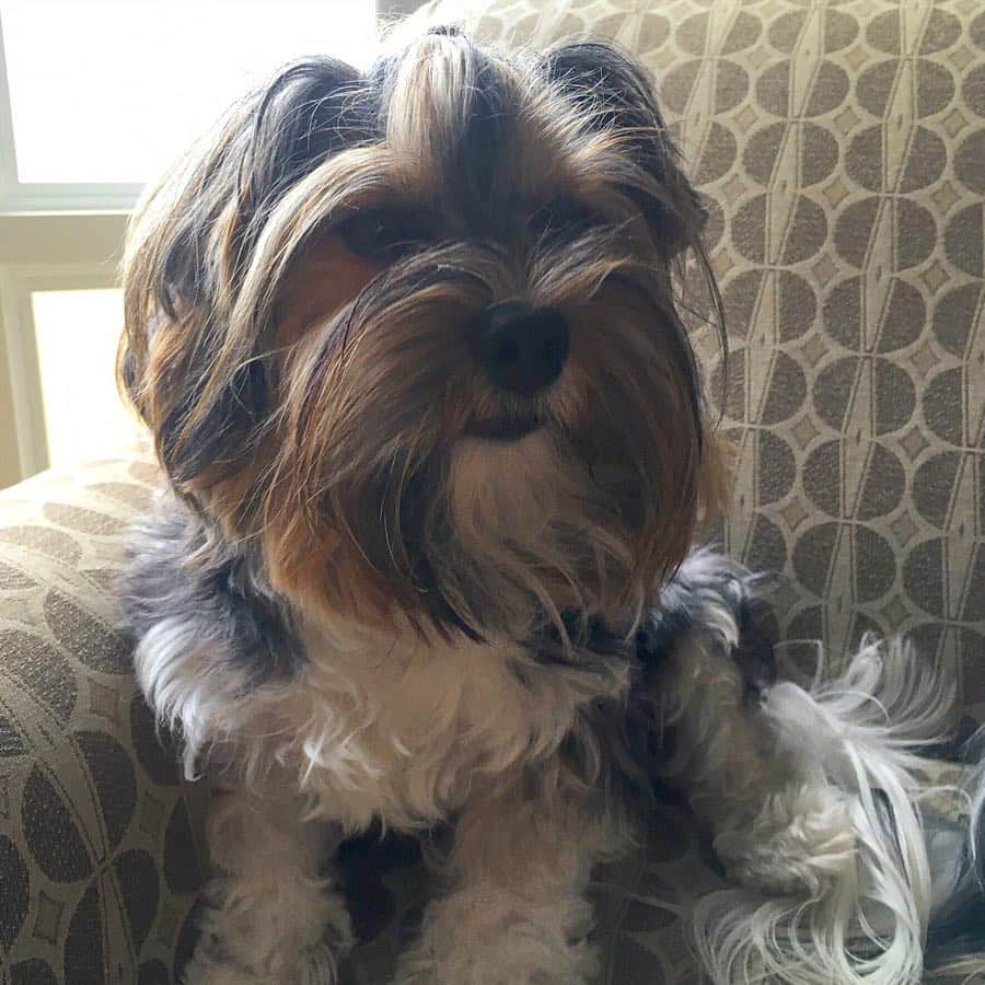 FattieButters®のインスタグラム：「Monday morning beard and hair. #mondaymorning #moodboard #mood #messybun #cantwakeup #boom #dogthoughts #mondaymotivation #needmotivation #dogstar #dogdays #instagood #instadog #dogstagram #behappy #itstoohot」