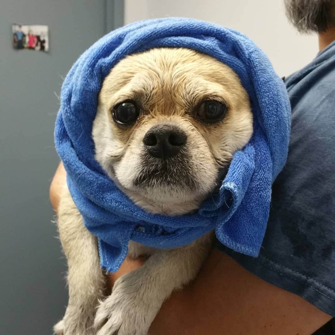 LuigiThePugTzuのインスタグラム：「Time for a new do 💇. #cute #adoptdontshop #rescue #keelyafternoontea #beoncanadianpugs #pugbasement #flatnosedogsociety #nofilter #pugtzu #pugtzucrew #pugtzusofinstagram #pugtzus #woofpackbros #pugcross #dogs #dog #puppy #dogsofinstagram #pugsofinstagram #pugs #dailypug #puglife」