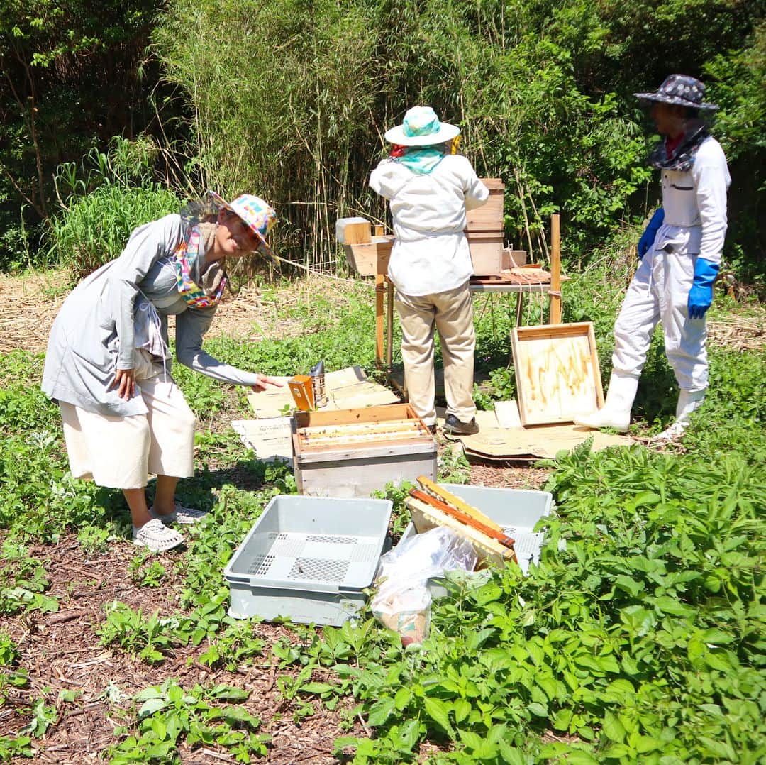 小林希さんのインスタグラム写真 - (小林希Instagram)「佐賀県松島のリストランテマツシマのシェフ宗勇人さんの弟、秀明さんは、23歳で、海士をやりながら蜜蜂を飼い始め、島のハチミツを地元活性化の１つに見据えて活動しています。 今日、ハチミツに詳しいおじちゃんの指導を受けながら、二度目のハチミツ絞りに挑戦しました。 本当はきっと、島の外で就職して稼いで、家族をつくって、というほうが絶対楽なはず。彼も一度島を出て働いていたけど、辞めて島に戻り、島で稼いで生きていける道を模索しはじめました。 海士漁だけでも命がけの仕事ですが、それだけに終わらずに、いろいろと挑戦したいと真剣そのもの。 人口56人の島は明るくて、風通しのよい空気感があって、これからが本当に楽しみです。 ちなみに、私も、一万匹はいるらしい？蜜蜂にも刺されることなく、間近で観察できました。いろいろ着こんで暑かったけど、楽しかった！ そして、できたハチミツ、お花の香りがしました！  #journey #viaje #voyage #travel #japan #旅 #トラベル#島#島旅#週末島旅#姫島 #糸島 #福岡 #ひとり旅 #island #japan#佐賀#松島#リストランテマツシマ#グルメ#ランチ#海 #saga#漁師#イタリアン#週末島旅 #ハチミツ」7月24日 18時08分 - nozokoneko