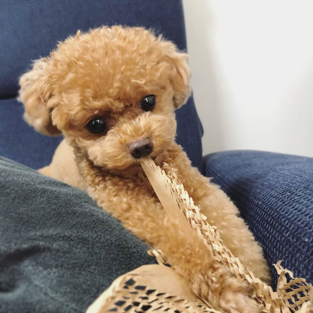 ふわさんのインスタグラム写真 - (ふわInstagram)「#toypoodle#toypoodlegram#dogsofinstagram#instadog#dog#fuwamama#ふわもこのふわ#トイプードル#ふわ#ふわもこ部#犬バカ部#親バカ部#びよーん#スワイプしてね」7月24日 20時27分 - huwayama