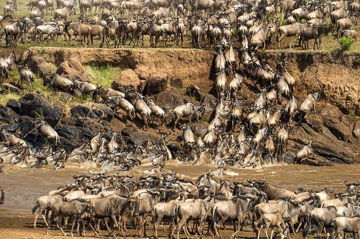National Geographic Travelさんのインスタグラム写真 - (National Geographic TravelInstagram)「Photos by @FransLanting When wildebeest are pouring into Kenya’s Maasai Mara at this time of year as part of their endless migration around the larger Serengeti grassland ecosystem, they have to get across the Mara River. There are only a few spots where they can safely cross and that is where large numbers of wildebeest congregate. It also draws lots of people keen to watch this epic wildlife spectacle, as shown in the second photo. At one crossing spot I counted more than 150 vehicles and not all of them were positioned in a way that had the best interest of the wildebeest in mind. Drivers keen to please their clients sometimes get in the way of the wildebeest, which then adds to their stress and indirectly, may even lead to mortality. It’s an unfortunate example of tourism impacting wildlife. A better balance has to be established between the needs of wildebeest and the interests of visitors, but that requires restraint and enforcement, and the Maasai Mara will need more rangers and better regulations to accomplish that. Follow me @FransLanting and @ChristineEckstrom to learn more about the plight of wildebeest and other wildlife in Africa. @ThePhotoSociety @NatGeo #Migration #Serengeti #Wildebeest #WildlifePhotography #Safari」7月25日 3時40分 - natgeotravel