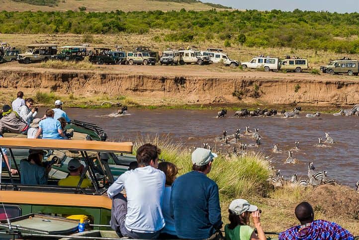 National Geographic Travelさんのインスタグラム写真 - (National Geographic TravelInstagram)「Photos by @FransLanting When wildebeest are pouring into Kenya’s Maasai Mara at this time of year as part of their endless migration around the larger Serengeti grassland ecosystem, they have to get across the Mara River. There are only a few spots where they can safely cross and that is where large numbers of wildebeest congregate. It also draws lots of people keen to watch this epic wildlife spectacle, as shown in the second photo. At one crossing spot I counted more than 150 vehicles and not all of them were positioned in a way that had the best interest of the wildebeest in mind. Drivers keen to please their clients sometimes get in the way of the wildebeest, which then adds to their stress and indirectly, may even lead to mortality. It’s an unfortunate example of tourism impacting wildlife. A better balance has to be established between the needs of wildebeest and the interests of visitors, but that requires restraint and enforcement, and the Maasai Mara will need more rangers and better regulations to accomplish that. Follow me @FransLanting and @ChristineEckstrom to learn more about the plight of wildebeest and other wildlife in Africa. @ThePhotoSociety @NatGeo #Migration #Serengeti #Wildebeest #WildlifePhotography #Safari」7月25日 3時40分 - natgeotravel