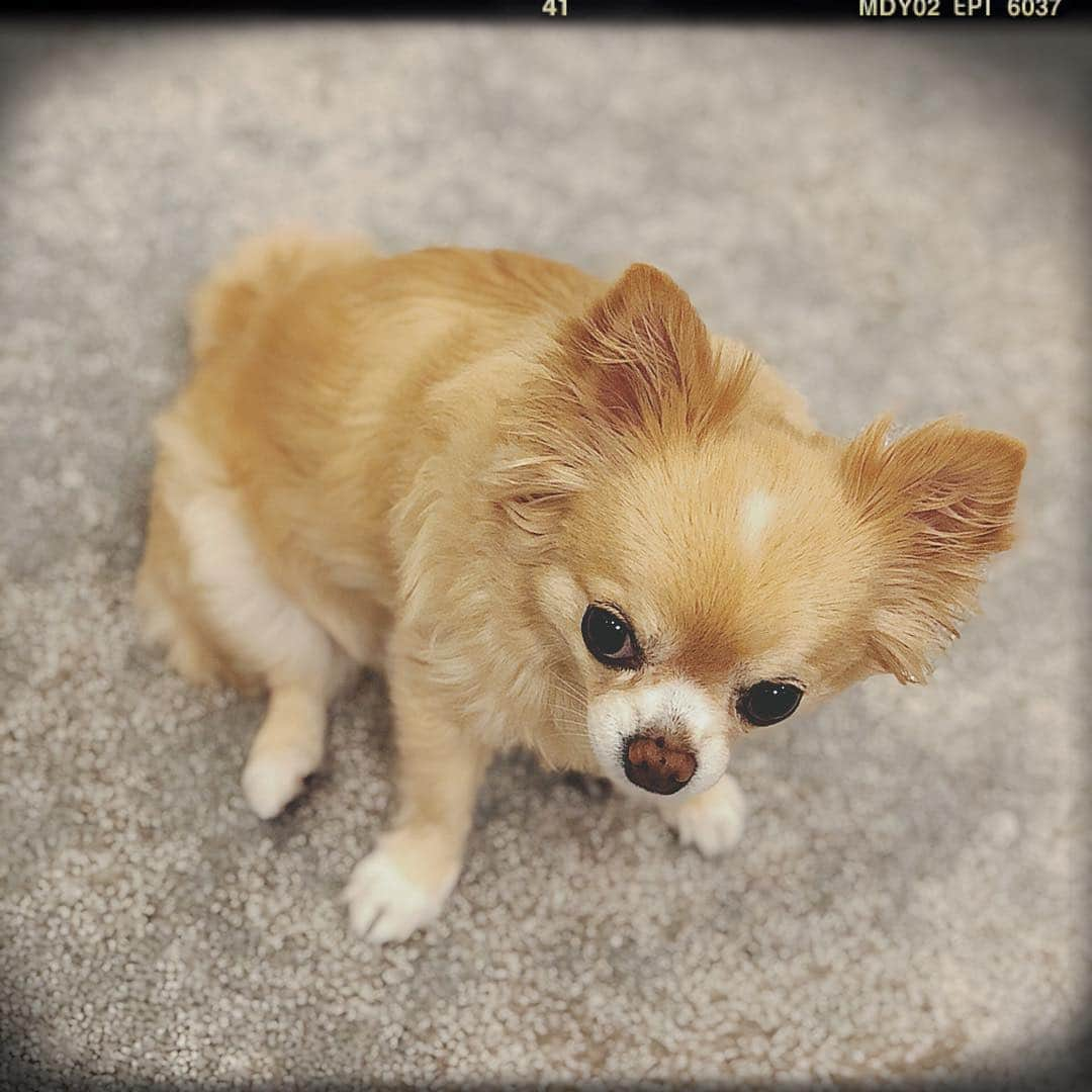 HISASHIさんのインスタグラム写真 - (HISASHIInstagram)「ポートレートモード？？犯人はヤスってこと？？ #chihuahua #qoo」7月24日 22時58分 - hisashix