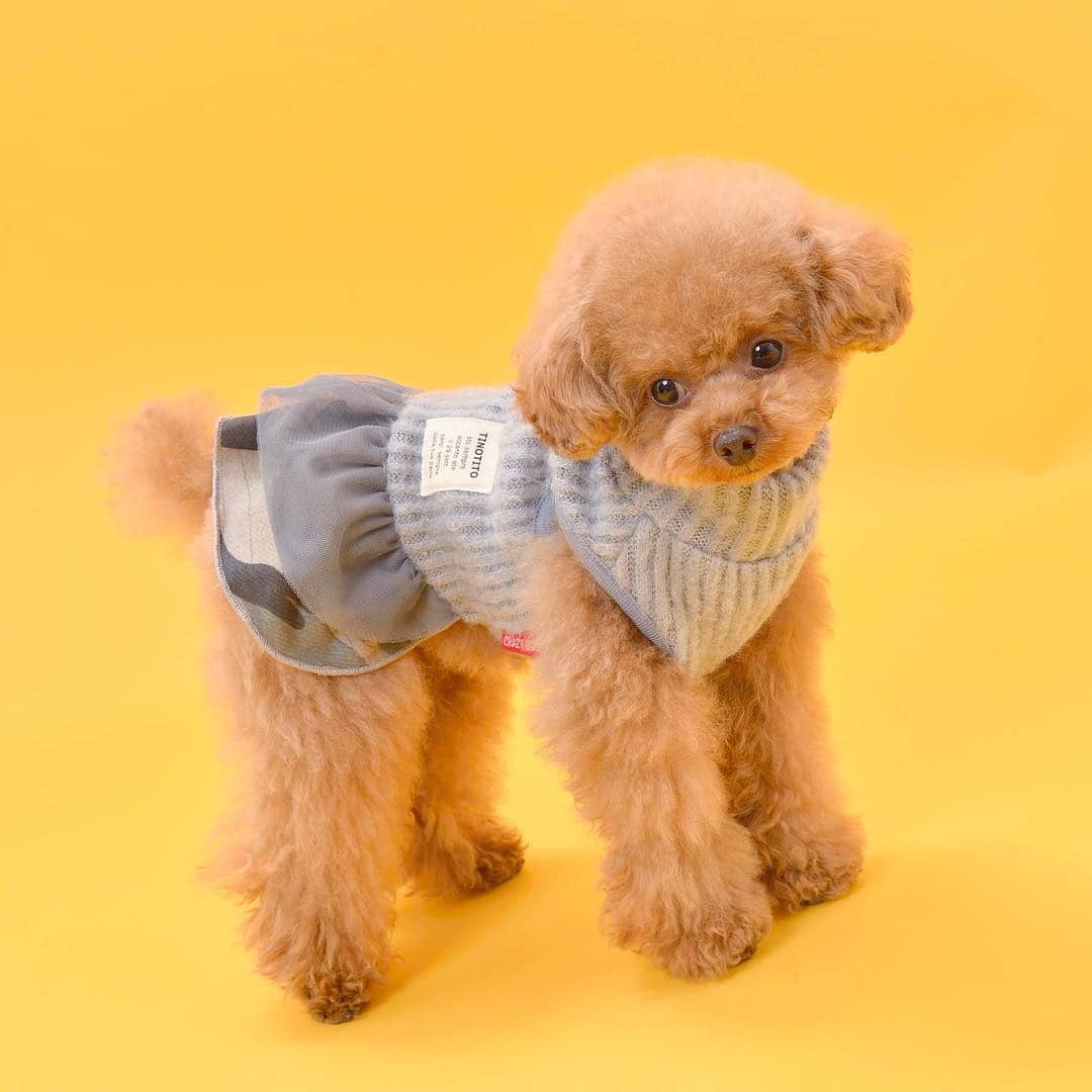 TINOTITO -ティノティート-さんのインスタグラム写真 - (TINOTITO -ティノティート-Instagram)「🍒🍒🍒 . girl's item も たくさん紹介するよ☺︎ . #tinotito 2018AW Coming Soon. .  #tinotito #ティノティート #犬の服 #犬服 #犬服 #犬 #犬バカ部 #ペット #ふわもこ部 #pet #dogwear #dog#petclothes #dogclothes #coordinate #outfit #fashion  #instafollow #l4l #dogstagram #instagood #cute #pretty  #follow #petoftheday #f4f #followme  #개스타그램 #멍스타그램 #狗衣服」7月25日 21時58分 - tinotito_shop