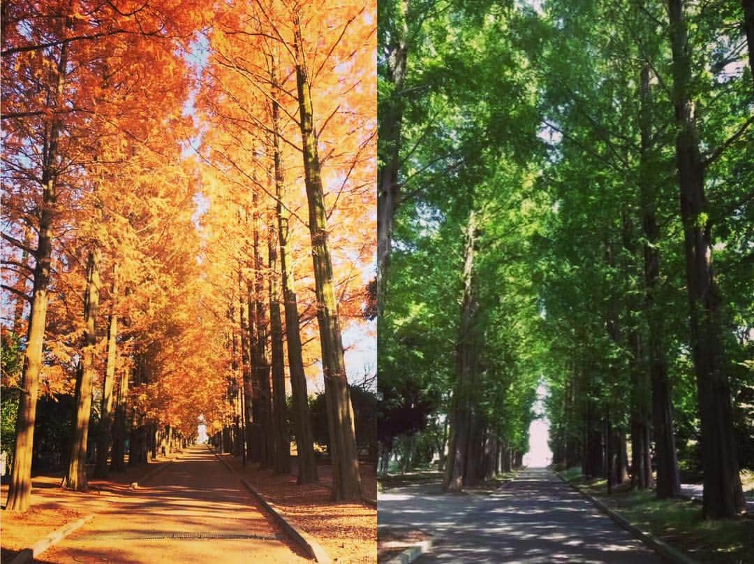 のインスタグラム：「【SNS写真大募集第11弾‼︎】 ＊ 観光学部の学生さんからのお写真です(^-^)✨ 湘南キャンパスの並木道✨季節によってこんなにも雰囲気が変わるんですね( * ˊᵕˋ ) ＊ 季節の移り変わりがよくわかる素敵なお写真です✨ありがとうございます😊✨ ＊ タイトル：秋・夏 撮影地：湘南キャンパス #東海大学#湘南キャンパス#写真募集#写真好きな人と繋がりたい#季節の移り変わり」