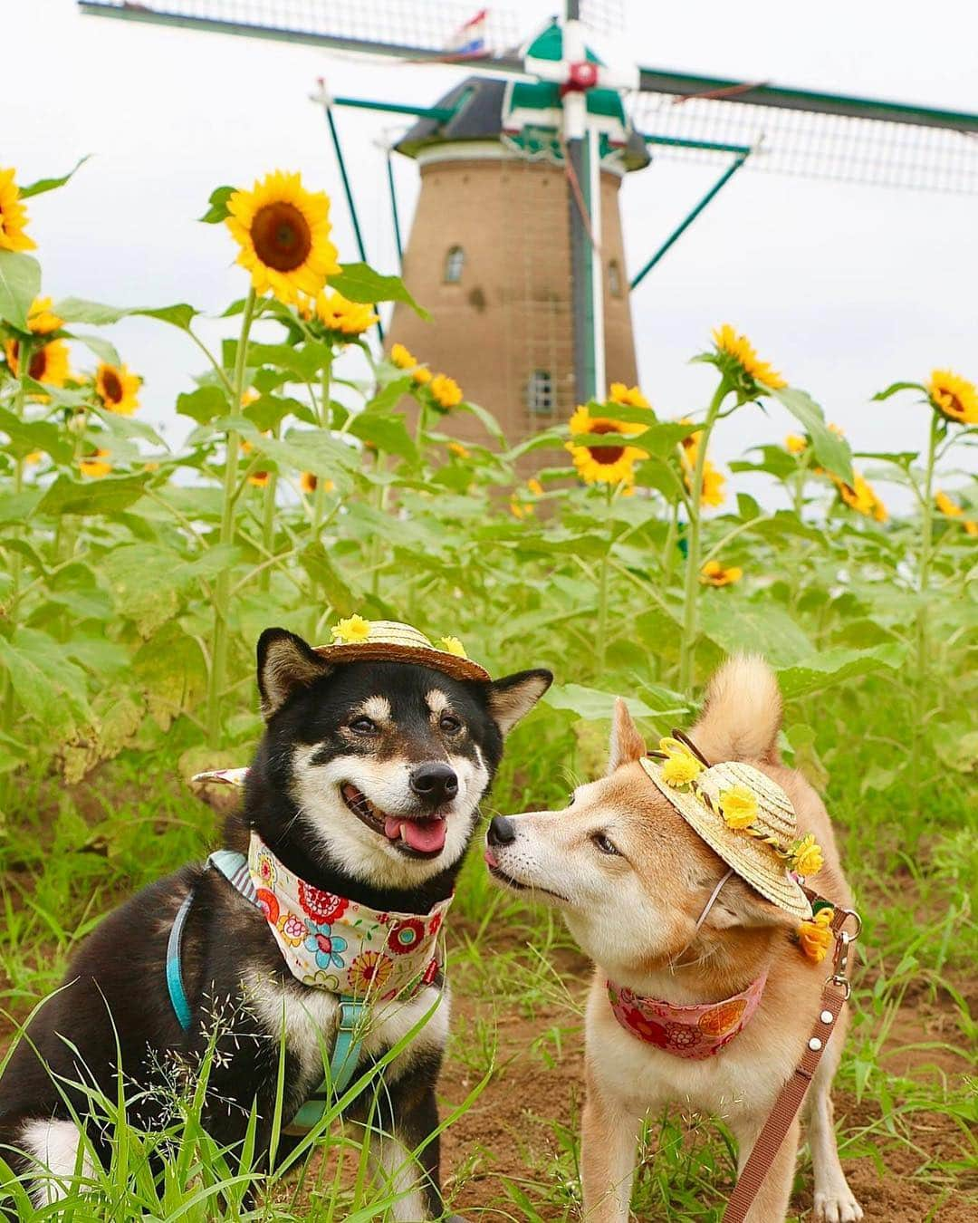 柴犬 けんしろう ゆりあさんのインスタグラム写真 - (柴犬 けんしろう ゆりあInstagram)「🐶🌻🐶 * 暑中お見舞い申し上げます🌻 * 先日のSさんのことで、あたたかいコメントありがとうございました。あの日、帰宅すると家の中が大惨事！にぴきがアレだらけでお迎えしてくれました.. 感傷に浸る隙を与えない柴犬兄妹、ヨクデキタコタチデス😑 * * Location: #佐倉ふるさと広場」7月25日 17時38分 - nerishiro