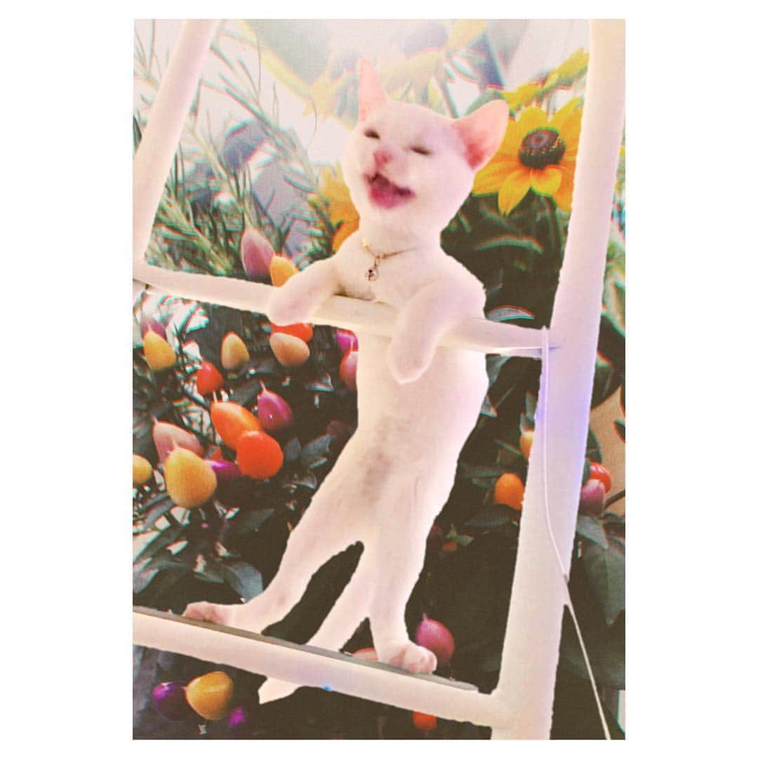 江夏詩織さんのインスタグラム写真 - (江夏詩織Instagram)「最近猫ちゃんを飼いはじめたのですが、最高にかわいい顔が撮れたので見せびらかしてもいいですか？  #笑ってる笑 #scottishfold」7月25日 19時45分 - shiori_enatsu