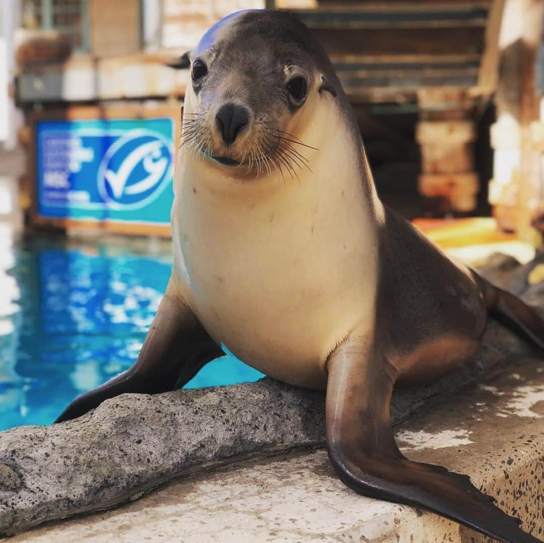 タロンガ動物園さんのインスタグラム写真 - (タロンガ動物園Instagram)「Choose the blue! The MSC fish tick can guarantee that you’re supporting a fishery working towards a sustainable future for our oceans. Oh and Tarni our Australian Sea Lion is pretty cute too! #ForTheWild #ForTheOcean #TarongaKeeperCam @loveoceanslovefood 📸 @b_loved_wizard」7月26日 11時45分 - tarongazoo