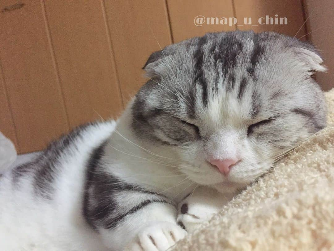 まっぷーちんさんのインスタグラム写真 - (まっぷーちんInstagram)「おやすみなさい😴  #猫 #ねこ #cat #マンチカン #短足マンチカン #折れ耳マンチカン #manchkin」7月27日 0時08分 - map_u_chin