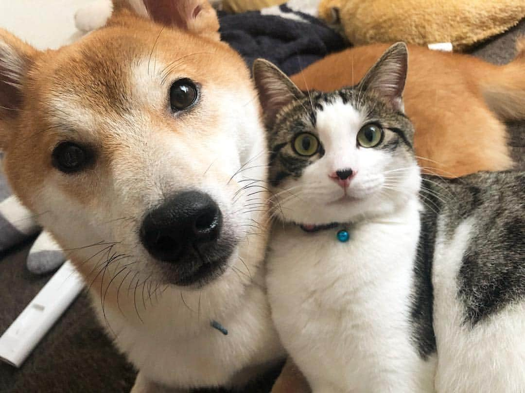 猫好き集合!! みんなのねこ部 [みんねこ] のインスタグラム：「仲良しツーショット🌟📸 🐶勘太くん♂🐱ポポくん♂ * #repost @keeeeitooo * #犬と猫 #仲良しツーショット #ポポくん少し下がって小顔効果 #カメラ目線きまってる✨ * #みんねこ」