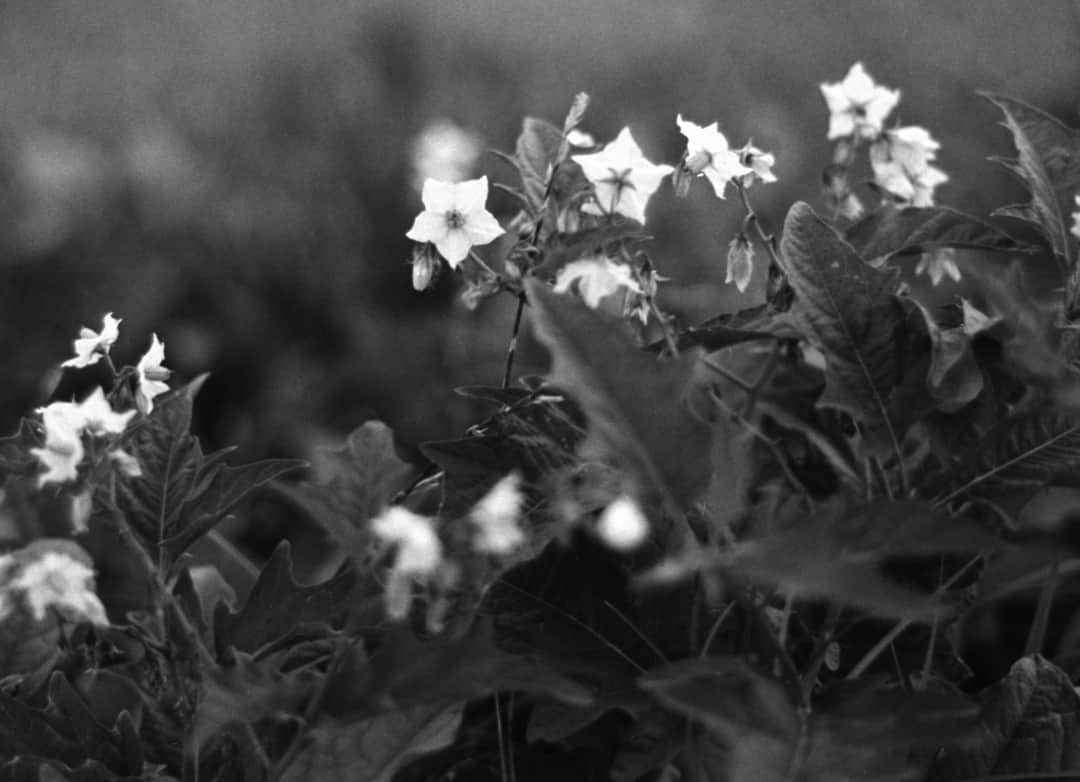 田島貴男さんのインスタグラム写真 - (田島貴男Instagram)「花、葉。  #フィルム  #nikonf2 #nikkorais50mmf18pancakelens #自家現像  #trix400」7月27日 13時24分 - tajimatakao