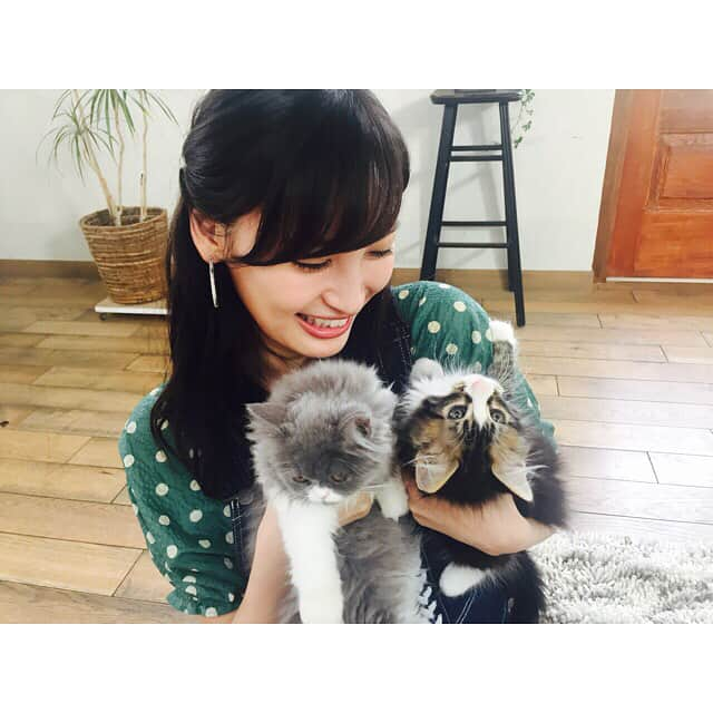 大政絢さんのインスタグラム写真 - (大政絢Instagram)「今日はどうぶつピースです🐈 やんちゃ猫と大人しい猫どちらの性格も引かれますな〜 収録が毎回楽しみすぎてたまに夢にでてきます🐈 #どうぶつピース#cat」7月27日 18時27分 - aya_omasa_official