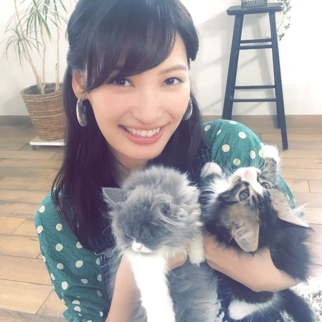 大政絢さんのインスタグラム写真 - (大政絢Instagram)「今日はどうぶつピースです🐈 やんちゃ猫と大人しい猫どちらの性格も引かれますな〜 収録が毎回楽しみすぎてたまに夢にでてきます🐈 #どうぶつピース#cat」7月27日 18時27分 - aya_omasa_official