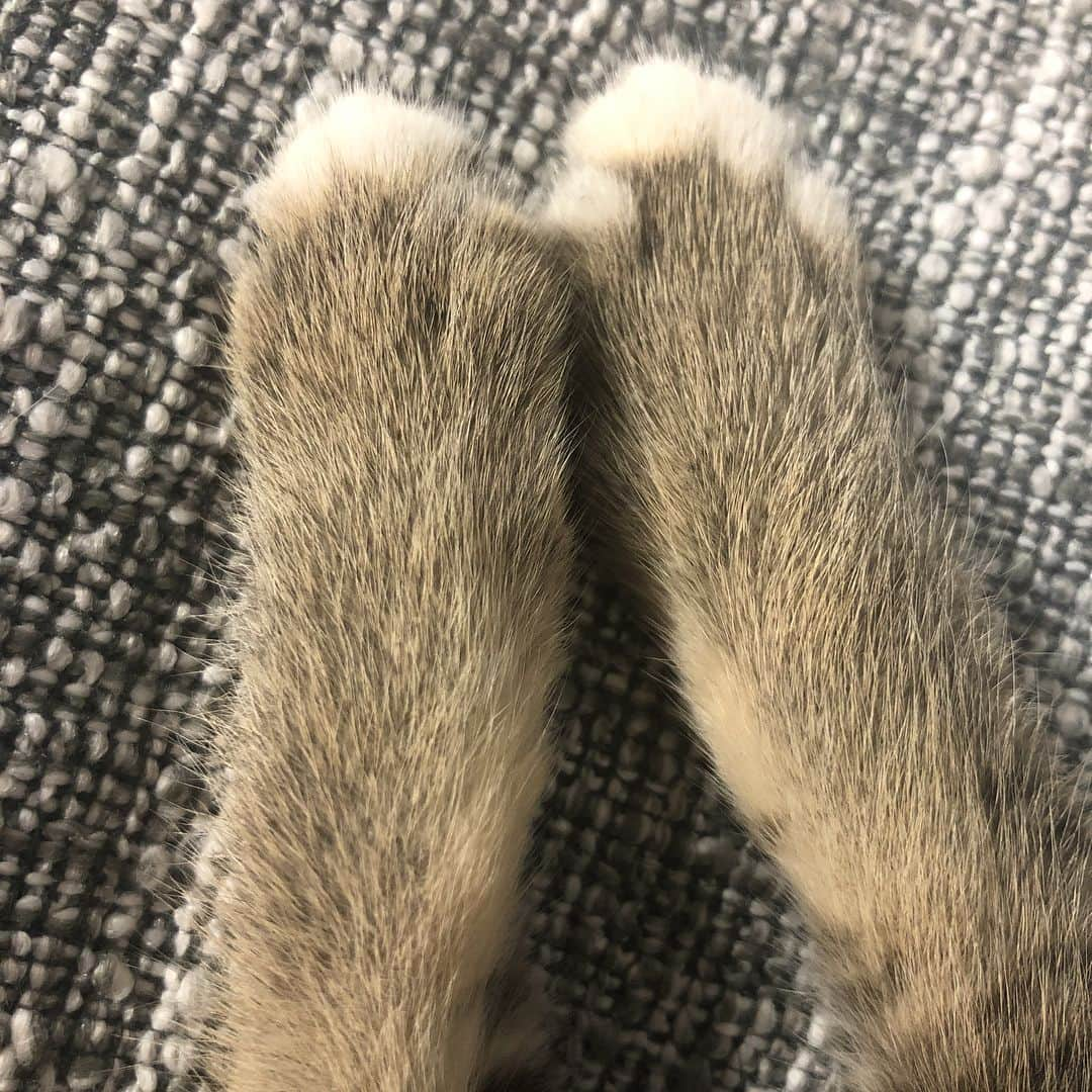 木下ゆうかさんのインスタグラム写真 - (木下ゆうかInstagram)「猫ちゃんがやって来ましたー！名前はロンです！女の子です！ みんながロンのこと可愛いって言ってくれてめっちゃ嬉しいです☺️❤️❤️ もう名前がわかるみたいです！帰ってきたら迎えに来てくれます。 この爪研ぎがお気に入りです🐱 いつも私にくっついて来ます、スマホとかKindleねっころがりながら見てたら絶対画面の前に来るよ 笑 くつろいでる時は私の手とか足に顎乗せてくるよ、あごがでとうけかな？ 笑 すごい可愛いよ🐱❤️ #木下ゆうかメインチャンネル #ろんすた #ろん #にゃんすたぐらむ  #ねこすたぐらむ  #木下ゆうか #kinoshitayuka #木下佑香」7月27日 18時55分 - yuka_kinoshita_0204