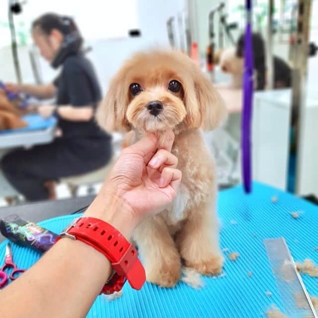 Ⓜ️їк◎ みこ 미코 ? Dogsのインスタグラム：「Am I cute? 🙊🙈😂 ᴴᴬᴾᴾᵞ ρяє-ωєєкєи∂ my qt furiends 😍😘 . 💜❤️💙 📆〔27July2018〕 #maltipoosofinstagram #dogs #barkhappy #maltipoo #maltese #toypoodle #ワンコ #わんこ #犬 #いぬ #トイプードル #dogsoftheday #poodlesofficial #poodle #puppylove #petfancy#furball #sgpet #poodleclub #poodleclubsg #furbabies #furballs #fluffypack #puppiesforall #pawsomepoodles #singaporedogs #개 #푸들」