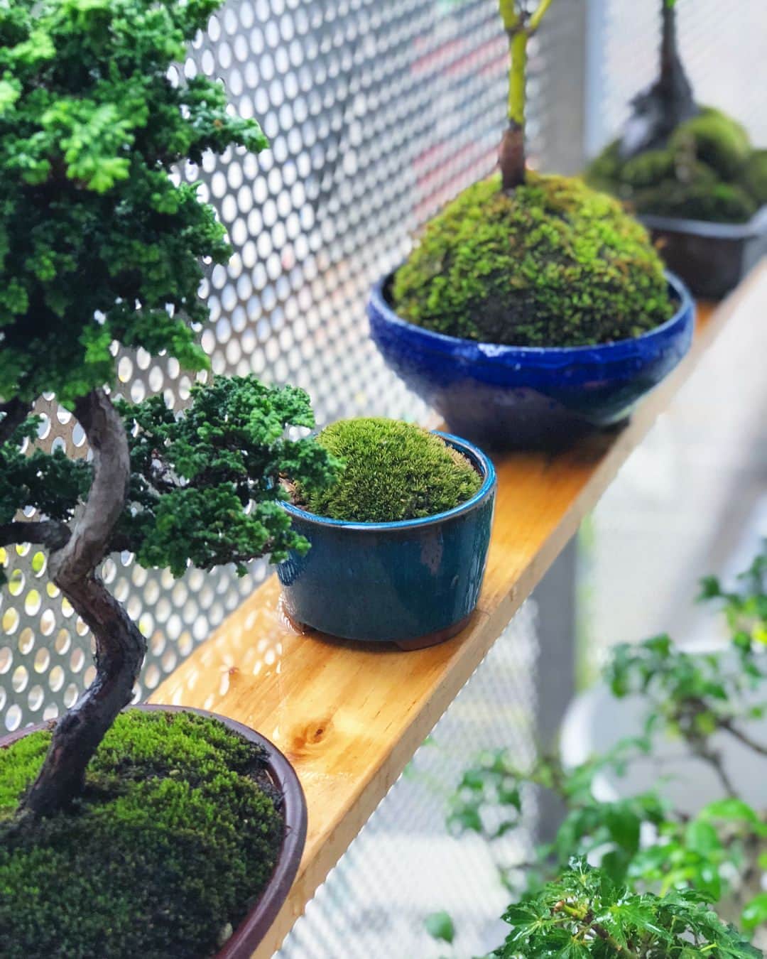 金成公信さんのインスタグラム写真 - (金成公信Instagram)「高湿度で苔がイキイキ。台風で首都圏は大変そうだけど植物は少し嬉しそう。皆さま台風お気をつけくださいませ。 #盆栽 #bonsai #苔 #苔玉 #moss #台風 #ホソバオキナゴケ #シノブゴケ #ホソウリゴケ #ハマキゴケ」7月28日 15時41分 - bonsai_chiba