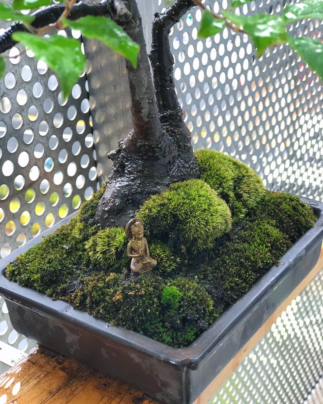 金成公信さんのインスタグラム写真 - (金成公信Instagram)「高湿度で苔がイキイキ。台風で首都圏は大変そうだけど植物は少し嬉しそう。皆さま台風お気をつけくださいませ。 #盆栽 #bonsai #苔 #苔玉 #moss #台風 #ホソバオキナゴケ #シノブゴケ #ホソウリゴケ #ハマキゴケ」7月28日 15時41分 - bonsai_chiba