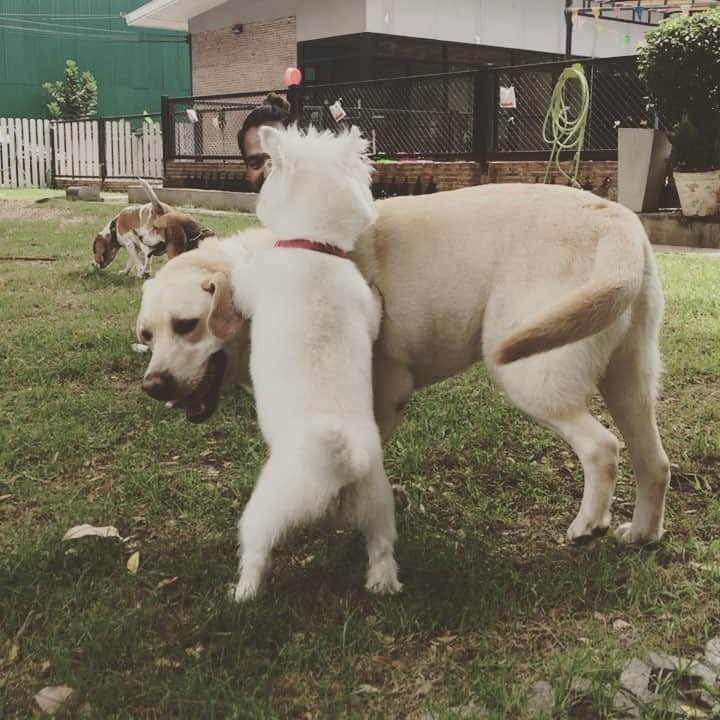 Hoykong&Plamuekのインスタグラム：「With Nube’ the lab #plamuek_westies #labrador」