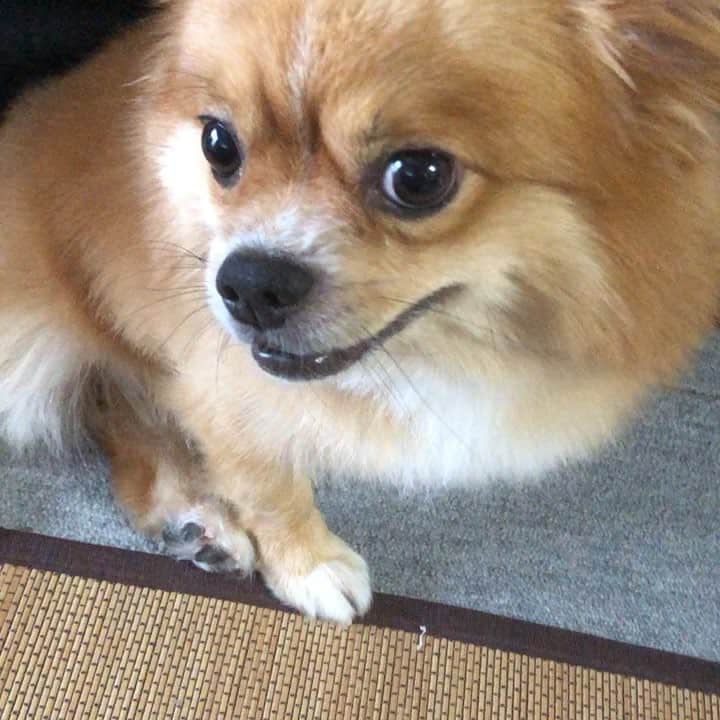 石渡伸太郎のインスタグラム：「#久々に会ったのにキレられる」