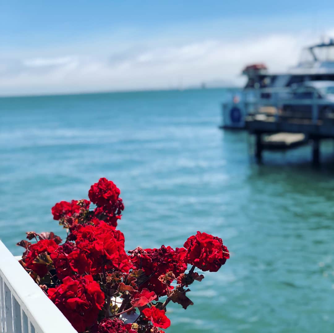 ニック・ハイドフェルドさんのインスタグラム写真 - (ニック・ハイドフェルドInstagram)「#summer #holiday #usa #california #sea #food #seafood #flowers #sausalito #view of #skyline #sanfrancisco and #alcatraz」7月29日 7時25分 - nickheidfeld