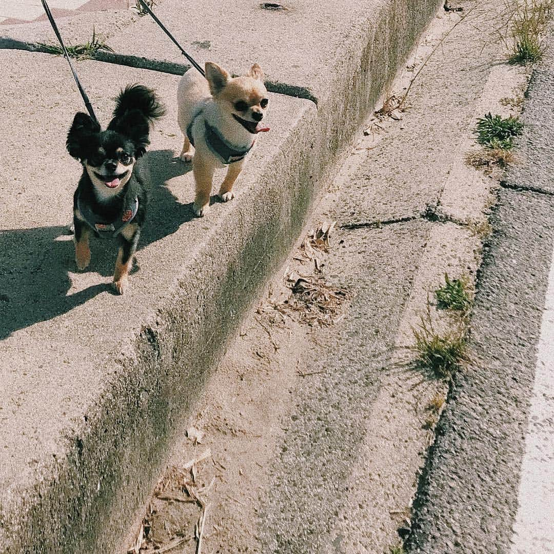 木下有希子さんのインスタグラム写真 - (木下有希子Instagram)「🐶ＴＡＫＡＲＡＭＯＮＯ♥️ #lovers」7月29日 17時50分 - ykk_1220