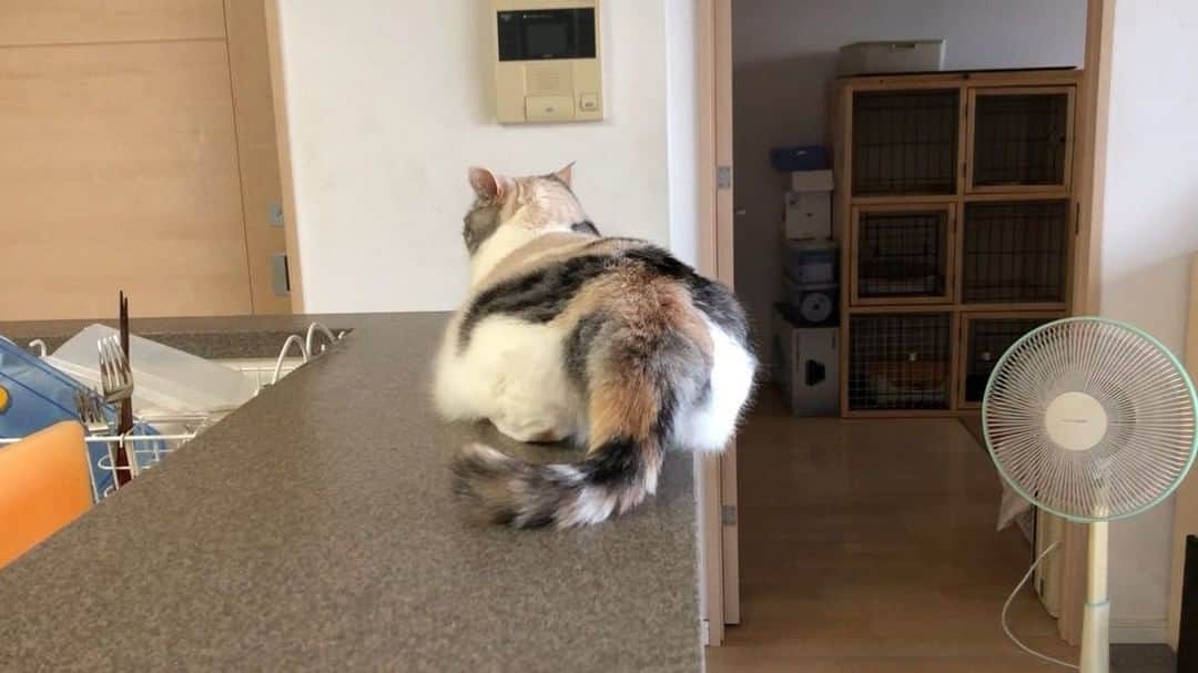 Natsukiのインスタグラム：「ゴロスリ状態のしらす(笑)  #cat  #scottishfold  #猫のいる暮らし」