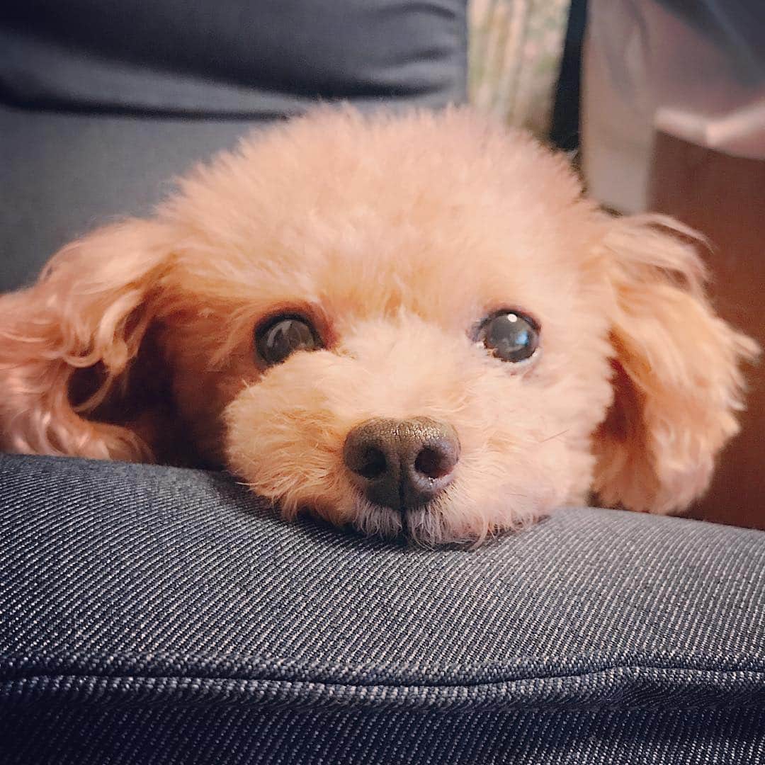希志あいののインスタグラム：「最近スマホ近づけても動じなくなった息子🐶  癒し…🤤」