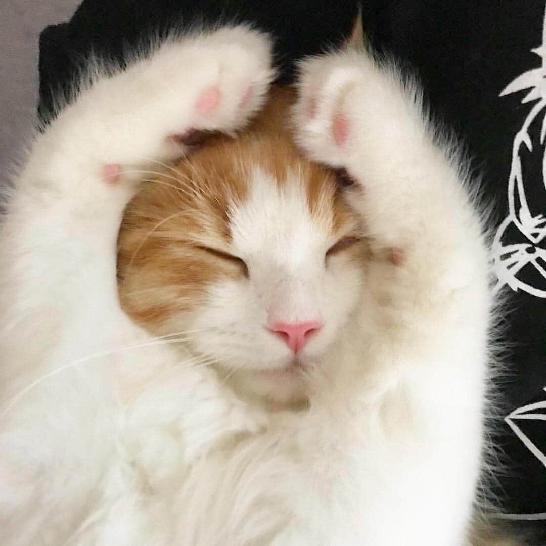 猫好き集合!! みんなのねこ部 [みんねこ] のインスタグラム：「オッケ〜✨🙆‍♂️ トラくん♂ * #repost @jun_kisaki * #OK #🙆‍♂️ #まる #⭕️ #どんな夢見てるのかな #いい夢に違いない * #みんねこ」