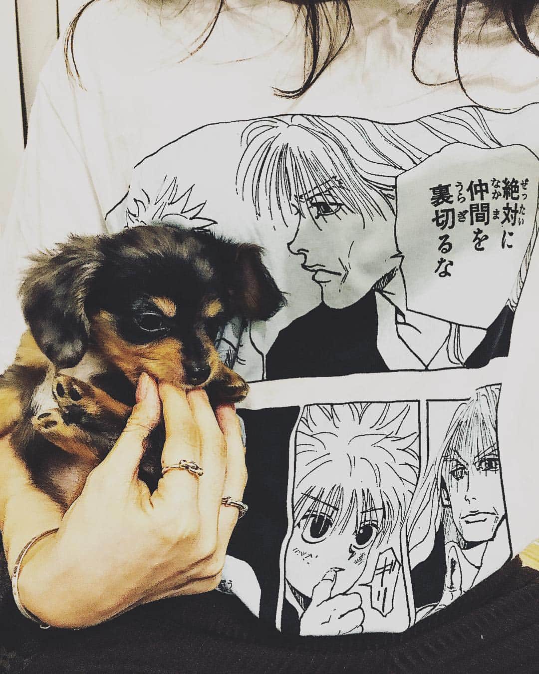 佐藤あずみのインスタグラム：「絶対に仲間を裏切るな ギリ。 誓うよ  裏切らない . #hunterhunter #ハンターハンター #UNIQLO #UNIQLOコラボ #茶子もコラボ #ギリ #featuring #feat  #chakogram #チワックス #シルバーダップル #chihuachshund #cheweenie #チウィーニー」