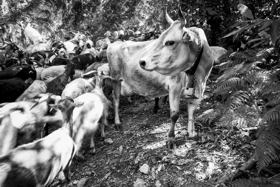 ライカさんのインスタグラム写真 - (ライカInstagram)「How do you go about moving a herd of goats, cows and sheep from the bottom of a valley in Tuscany to their higher winter pastures? Gianluca Federighi (@gianlucafederighi) found out by accompanying a local Tuscan shepherd with his Leica M10. Find out for yourself at the #LeicaBlog. (Link in bio)  #LeicaCamera #Leica #🔴📷 #Leicagram #LeicaM10 #LeicaNature #InspirationSehen #TheCamera #bnw_photography #bnw_mood #bnw_europe #Tuscany #cowsofinstagram」8月23日 22時59分 - leica_camera