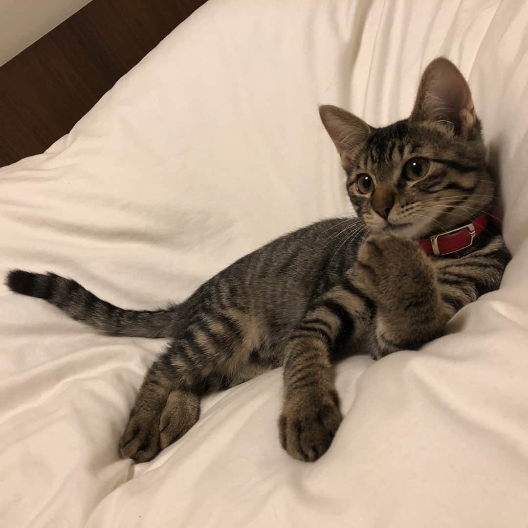 [ALEXANDROS]さんのインスタグラム写真 - ([ALEXANDROS]Instagram)「Got myself a kitten right after the VIP PARTY. Her name is Soy, taken from a soy milk, inspired by her gone brother Milk. She was a stray cat in Asakusa(Downtown Tokyo), and I decided to adopt her. Isn’t she adorable?YK  VIPの直後に猫を飼いました。 ソイと名付けました。 数年前に亡くなったミルクの妹分ということで豆乳ということでソイ。野良猫だったのをご縁があって（どことなくミルクに似ているのもあって）養女にすることにしました。浅草の下町娘。可愛すぎませんか。洋平  #音楽と髭お待ちしております」8月25日 12時15分 - alexandros_official_insta