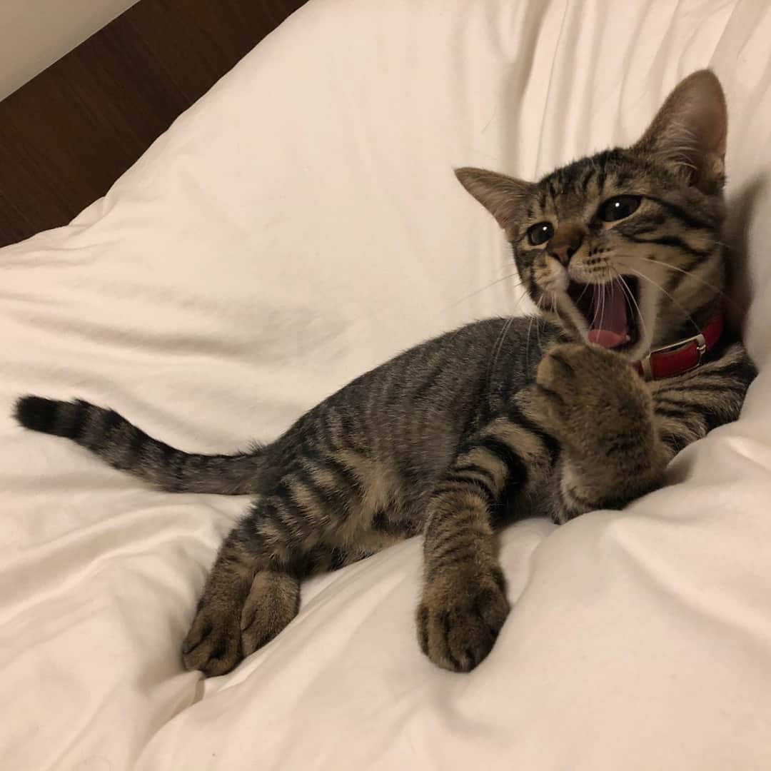 [ALEXANDROS]さんのインスタグラム写真 - ([ALEXANDROS]Instagram)「Got myself a kitten right after the VIP PARTY. Her name is Soy, taken from a soy milk, inspired by her gone brother Milk. She was a stray cat in Asakusa(Downtown Tokyo), and I decided to adopt her. Isn’t she adorable?YK  VIPの直後に猫を飼いました。 ソイと名付けました。 数年前に亡くなったミルクの妹分ということで豆乳ということでソイ。野良猫だったのをご縁があって（どことなくミルクに似ているのもあって）養女にすることにしました。浅草の下町娘。可愛すぎませんか。洋平  #音楽と髭お待ちしております」8月25日 12時15分 - alexandros_official_insta