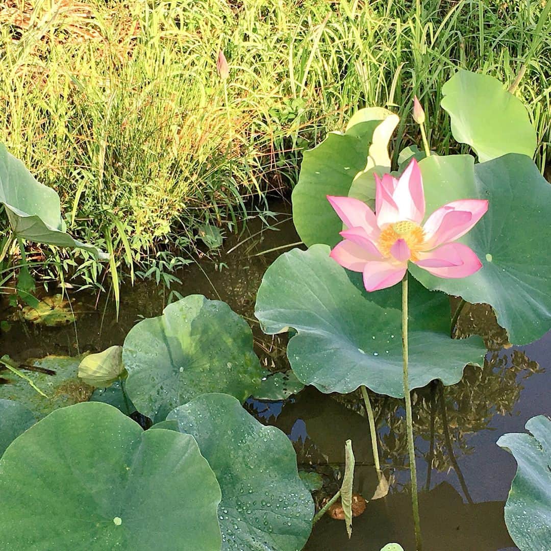 渚さんのインスタグラム写真 - (渚Instagram)「両親のログハウスの池のほとりで蓮の花が咲きました🌸 #ログハウス #田舎の風景」8月26日 10時50分 - nagi731