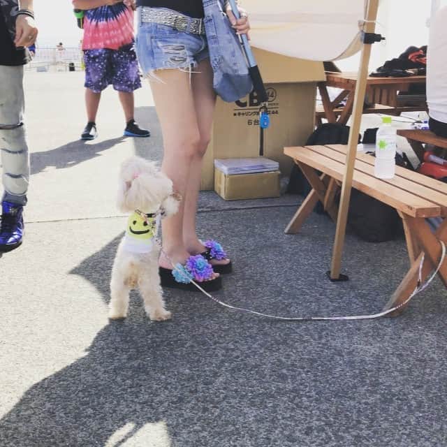 小山田みずきのインスタグラム：「江の島ライブ初日、トモの出番待ち中にライブが待ちきれず、、ひながジャンプで大はしゃぎ♪ ひなの脚の短さに萌えるw  #愛娘 #ひな #ライブ #tomokamikaze #トイプードル #江ノ島 #海 #湘南 #作詞 #actress #actresslife #model #modellife #lyrics #live #sea #toypoodle #dog #nolita #follow #followme」