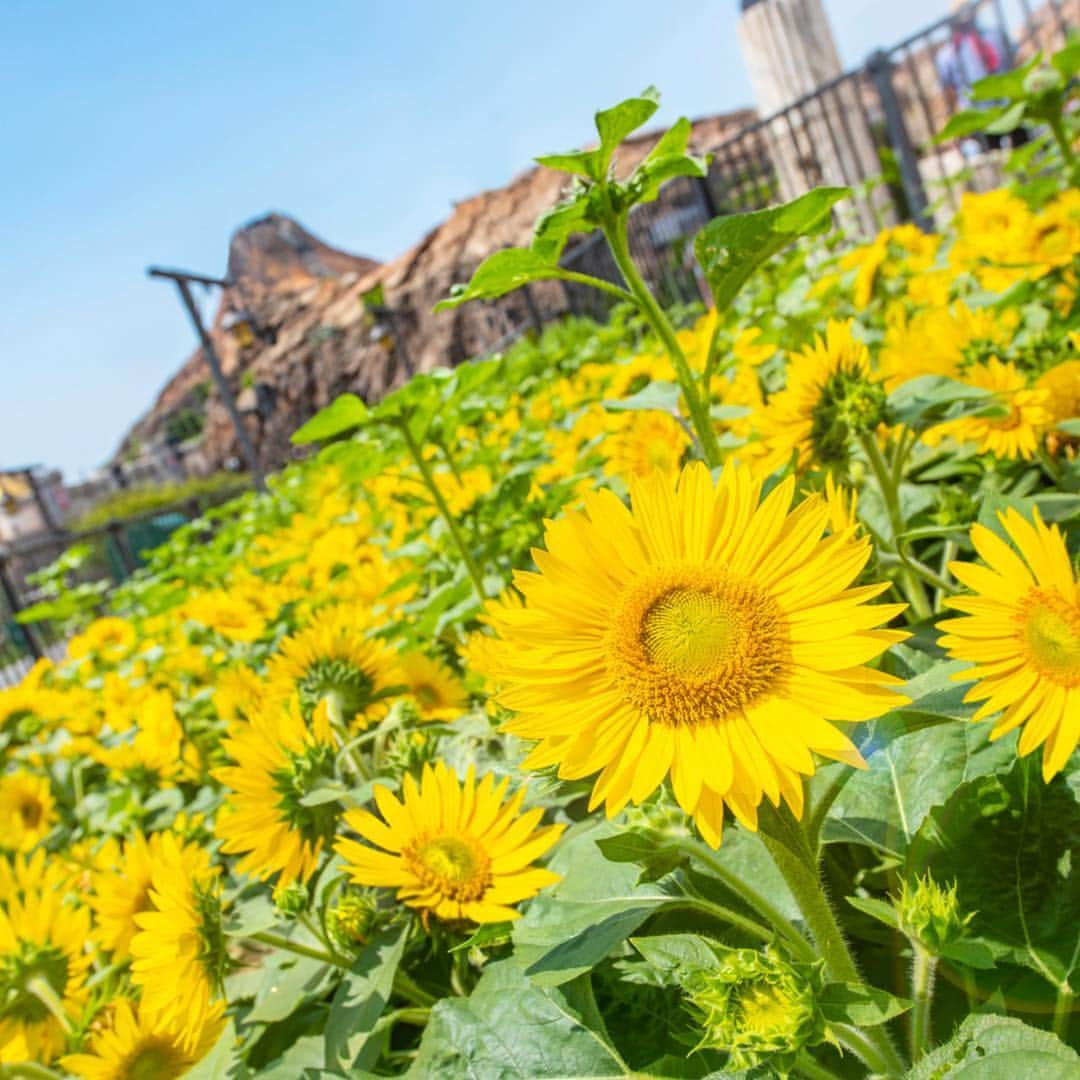 東京ディズニーリゾートさんのインスタグラム写真 - (東京ディズニーリゾートInstagram)「Summer flowers are blooming! 夏といえばこの花🌻 #mediterraneanharbor #tokyodisneysea #tokyodisneyresort #sunflower #viadelleviti #ひまわり #プロメテウス火山 #メディテレーニアンハーバー #東京ディズニーシー #東京ディズニーリゾート #ヴィアデッレヴィティ」8月27日 12時47分 - tokyodisneyresort_official