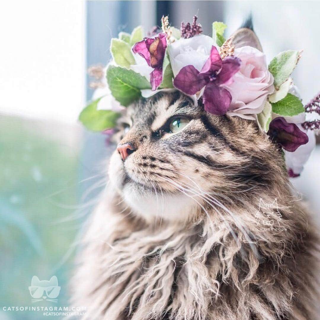 Cats of Instagramさんのインスタグラム写真 - (Cats of InstagramInstagram)「From @leo.mainecoon: “a crown fit for a king 🌺👑” #catsofinstagram」8月27日 11時09分 - cats_of_instagram