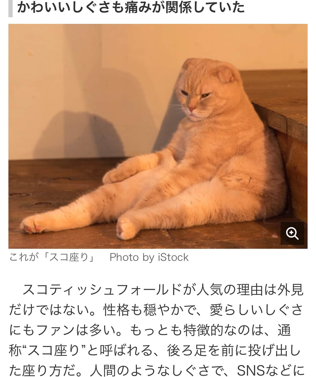 ローラさんのインスタグラム写真 - (ローラInstagram)「People think, “These cats are so cute! I wanna get a Scottish Fold” but their breed has a condition that requires lifelong treatment. They can't jump because it hurts and people have to give them medicine for their whole lives. In the EU, they've stopped breeding and selling them officially, but Japan hasn't. I hope people understand what they're getting into before they buy this breed of cat...🙏 #スコティッシュフォールド」8月3日 15時32分 - rolaofficial