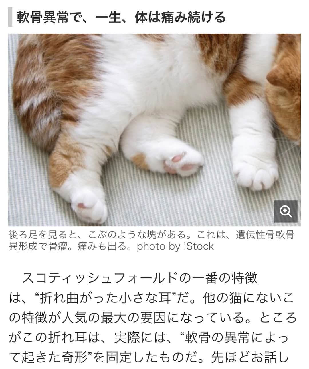 ローラさんのインスタグラム写真 - (ローラInstagram)「People think, “These cats are so cute! I wanna get a Scottish Fold” but their breed has a condition that requires lifelong treatment. They can't jump because it hurts and people have to give them medicine for their whole lives. In the EU, they've stopped breeding and selling them officially, but Japan hasn't. I hope people understand what they're getting into before they buy this breed of cat...🙏 #スコティッシュフォールド」8月3日 15時32分 - rolaofficial