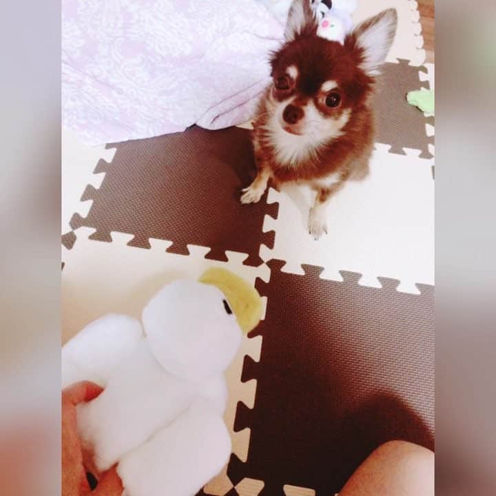 よきゅーんのインスタグラム：「動画アプリの練習😊」