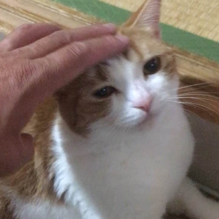 kokomamaのインスタグラム：「ハルばかり可愛がるとお姉ちゃんに嫌われるのでココもナデナデ👋  #cat #catstagram #catsofinstagram #cats #cats_of_world #cats_of_instagram #ねこ #ねこすたぐらむ #にゃんすたぐらむ #にゃんこ」