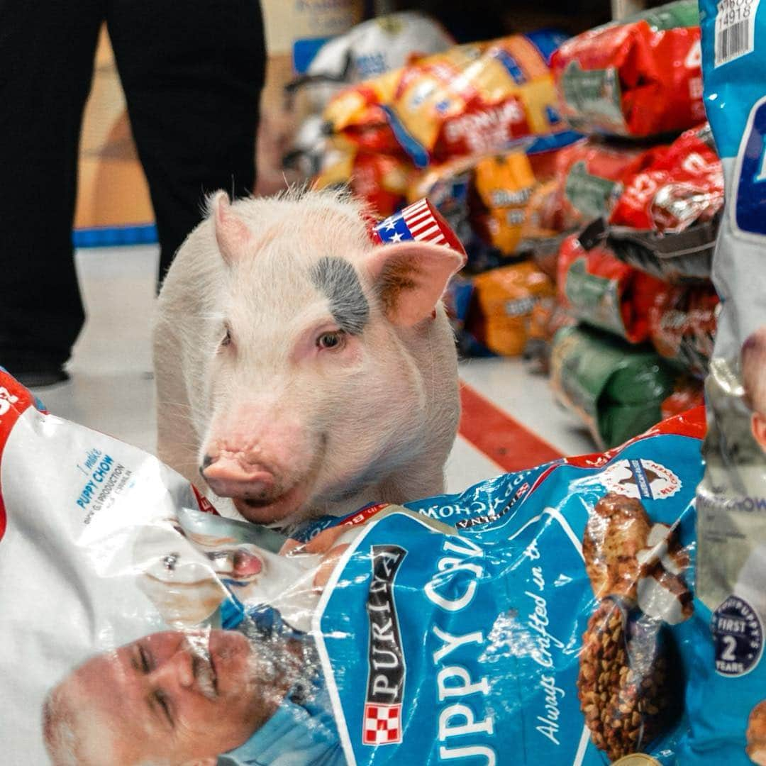 baconのインスタグラム：「Pancetta! That’s puppy chow, not PIGGY chow! We're at @TractorSupply celebrating Out Here With Animals (#OHWA), its monthlong event that celebrates pets of all kinds and the people who care for them. #OHWA includes a pet supplies drive, pet adoptions, Rescue Your Rescue contest where you can nominate your favorite shelter to win a grand prize of $10,000 (contest started today at TractorSupply.com/PhotoContest) and more. Check out your local Tractor Supply for more details or visit TractorSupply.com/Animals.」