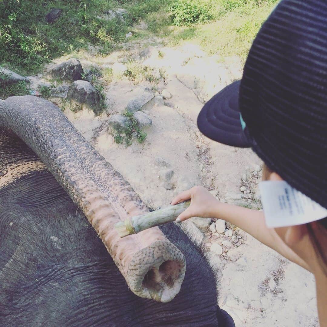 伊藤裕子さんのインスタグラム写真 - (伊藤裕子Instagram)「娘は動物が好き。パパの動物好きが影響しているようだ。 我が家の旅行は動物に触れる機会が必ず組み込まれている。 この日は象に乗りに。 優しく可愛い象。 トラとは写真を撮りに行ったが僅かに身長が足りず断念。 #夏休み #家族旅行 #上手に山を登る象 #上手に山を下る象 #上手にサトウキビを食べる象 #可愛いのだが #この距離は #若干 #母は怖いのだよ」8月4日 23時06分 - yukoito_official