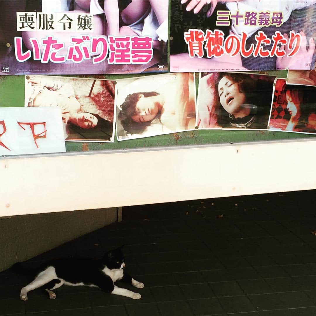 月亭太遊さんのインスタグラム写真 - (月亭太遊Instagram)「別府猫 18禁  #別府  #ネコ #pussycat」8月4日 17時35分 - taiyuexpo2025